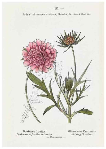 Reproducción/Reproduction 49345745432: Nouvelle flore coloriée de poche des Alpes et des Pyrénées.. Paris,Klincksieck,1906-1912.. 