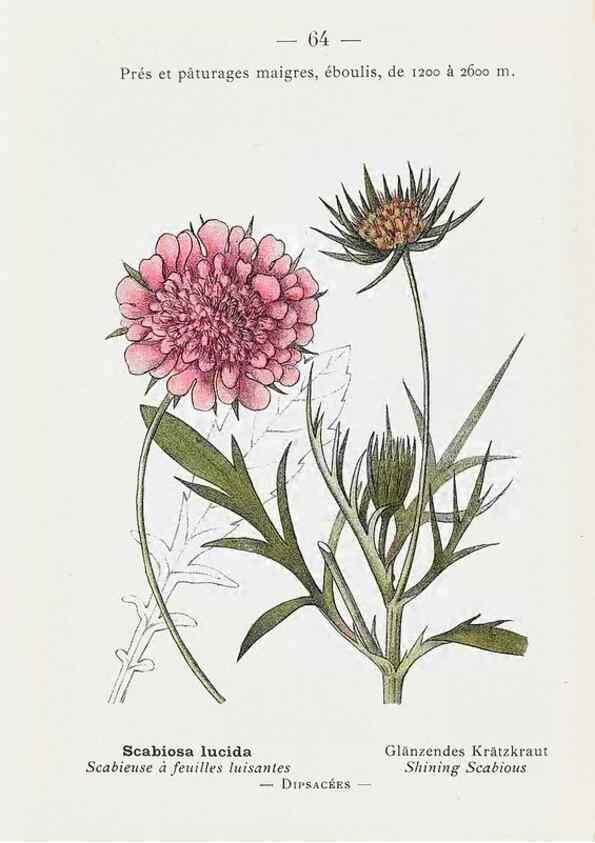 Reproducción/Reproduction 49345745432: Nouvelle flore coloriée de poche des Alpes et des Pyrénées.. Paris,Klincksieck,1906-1912.. 