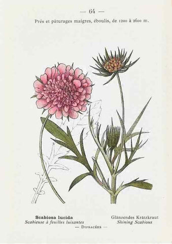Reproducción/Reproduction 49345745432: Nouvelle flore coloriée de poche des Alpes et des Pyrénées.. Paris,Klincksieck,1906-1912.. 