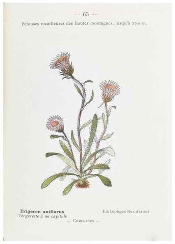 Reproducción/Reproduction 49345745822: Nouvelle flore coloriée de poche des Alpes et des Pyrénées.. Paris,Klincksieck,1906-1912.. 