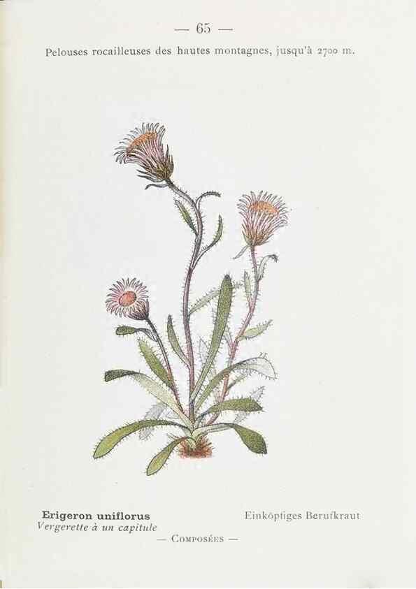 Reproducción/Reproduction 49345745822: Nouvelle flore coloriée de poche des Alpes et des Pyrénées.. Paris,Klincksieck,1906-1912.. 