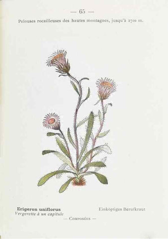 Reproducción/Reproduction 49345745822: Nouvelle flore coloriée de poche des Alpes et des Pyrénées.. Paris,Klincksieck,1906-1912.. 