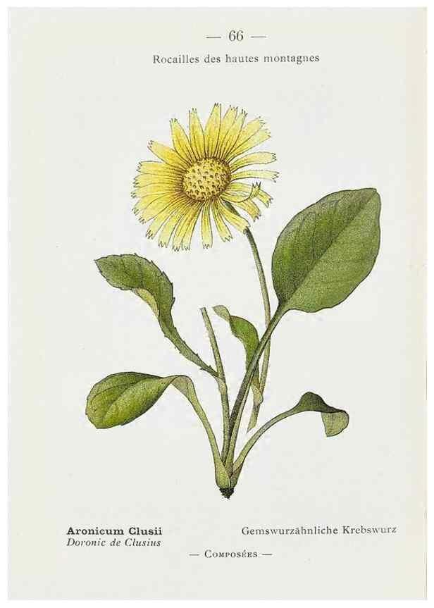 Reproducción/Reproduction 49345073148: Nouvelle flore coloriée de poche des Alpes et des Pyrénées.. Paris,Klincksieck,1906-1912.. 