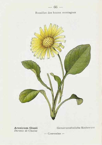 Reproducción/Reproduction 49345073148: Nouvelle flore coloriée de poche des Alpes et des Pyrénées.. Paris,Klincksieck,1906-1912.. 
