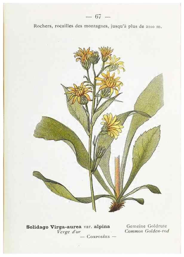 Reproducción/Reproduction 49345073523: Nouvelle flore coloriée de poche des Alpes et des Pyrénées.. Paris,Klincksieck,1906-1912.. 