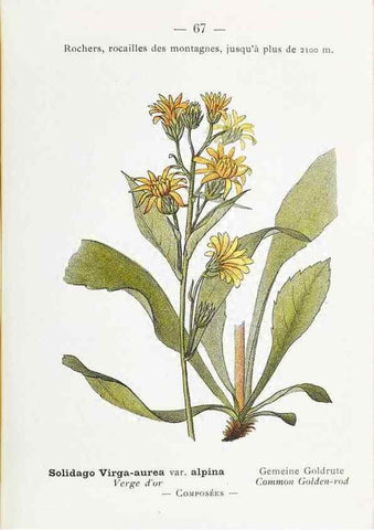 Reproducción/Reproduction 49345073523: Nouvelle flore coloriée de poche des Alpes et des Pyrénées.. Paris,Klincksieck,1906-1912.. 