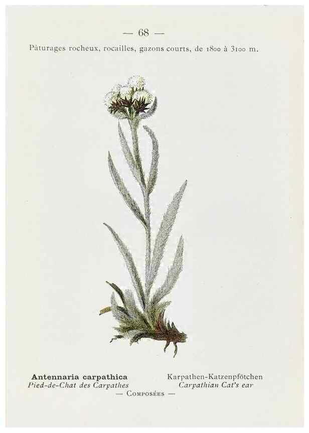 Reproducción/Reproduction 49345073843: Nouvelle flore coloriée de poche des Alpes et des Pyrénées.. Paris,Klincksieck,1906-1912.. 