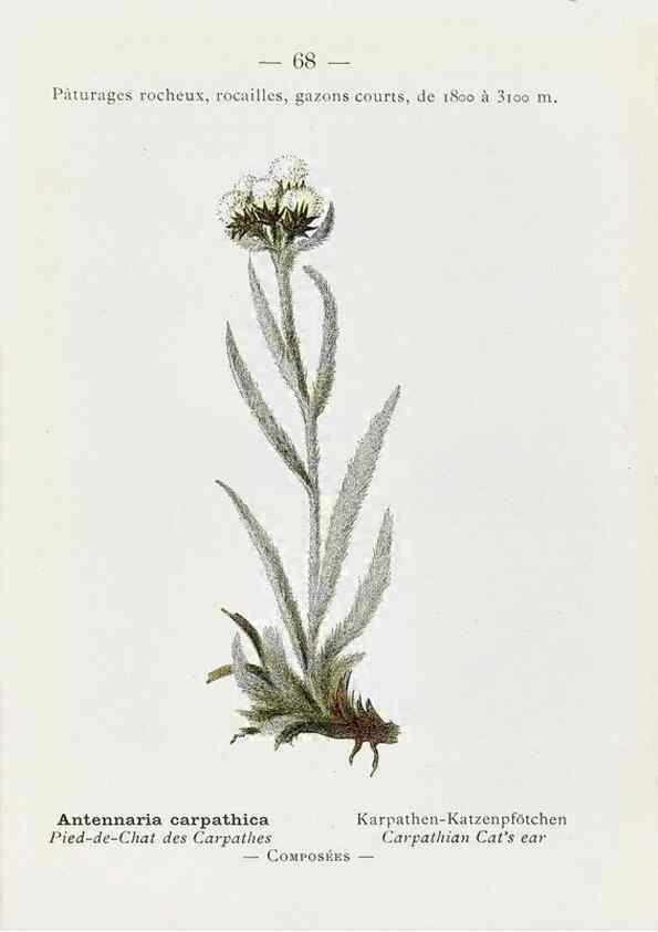 Reproducción/Reproduction 49345073843: Nouvelle flore coloriée de poche des Alpes et des Pyrénées.. Paris,Klincksieck,1906-1912.. 