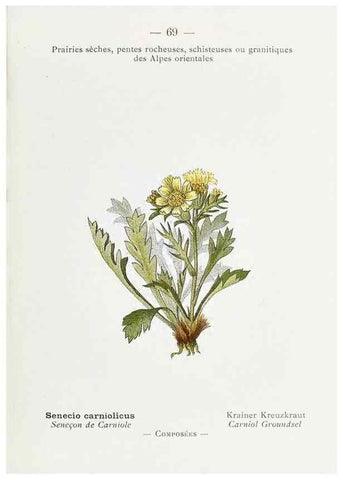 Reproducción/Reproduction 49345747362: Nouvelle flore coloriée de poche des Alpes et des Pyrénées.. Paris,Klincksieck,1906-1912.. 