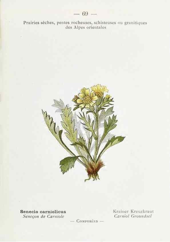 Reproducción/Reproduction 49345747362: Nouvelle flore coloriée de poche des Alpes et des Pyrénées.. Paris,Klincksieck,1906-1912.. 
