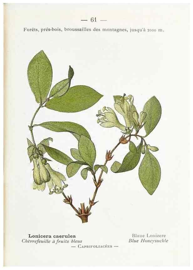 Reproducción/Reproduction 49345532631: Nouvelle flore coloriée de poche des Alpes et des Pyrénées.. Paris,Klincksieck,1906-1912.. 