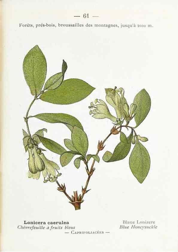 Reproducción/Reproduction 49345532631: Nouvelle flore coloriée de poche des Alpes et des Pyrénées.. Paris,Klincksieck,1906-1912.. 