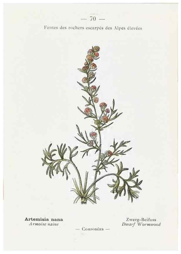 Reproducción/Reproduction 49345747732: Nouvelle flore coloriée de poche des Alpes et des Pyrénées.. Paris,Klincksieck,1906-1912.. 