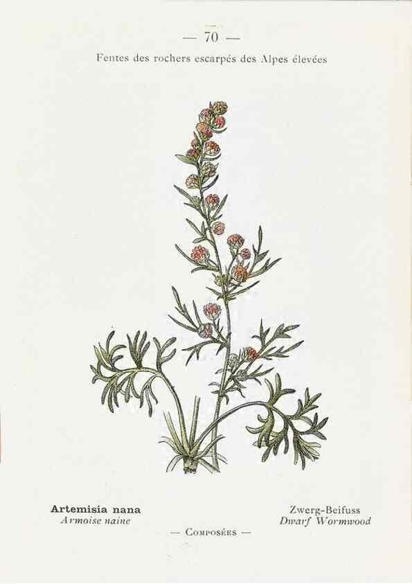 Reproducción/Reproduction 49345747732: Nouvelle flore coloriée de poche des Alpes et des Pyrénées.. Paris,Klincksieck,1906-1912.. 