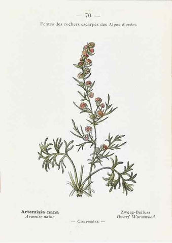 Reproducción/Reproduction 49345747732: Nouvelle flore coloriée de poche des Alpes et des Pyrénées.. Paris,Klincksieck,1906-1912.. 