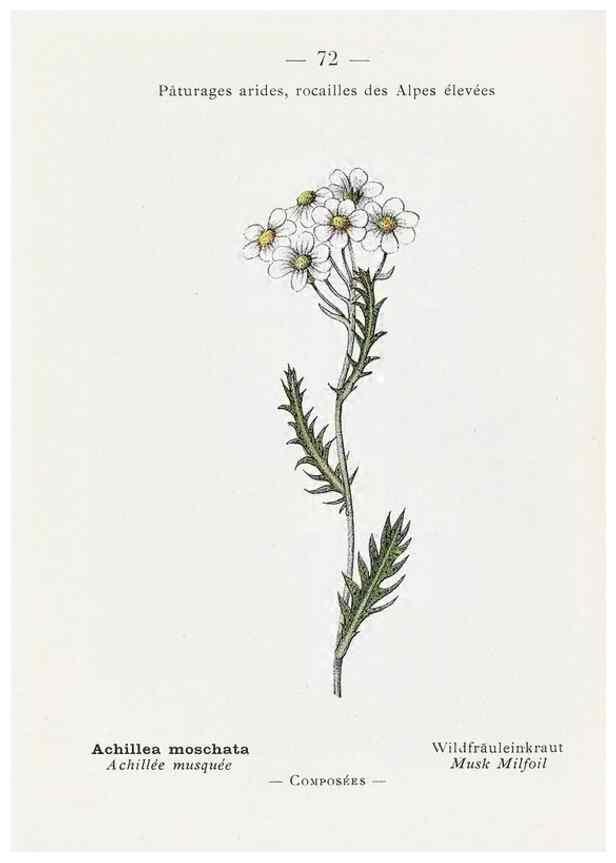 Reproducción/Reproduction 49345536386: Nouvelle flore coloriée de poche des Alpes et des Pyrénées.. Paris,Klincksieck,1906-1912.. 