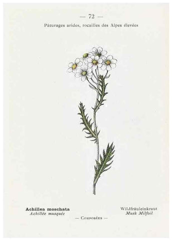 Reproducción/Reproduction 49345536386: Nouvelle flore coloriée de poche des Alpes et des Pyrénées.. Paris,Klincksieck,1906-1912.. 