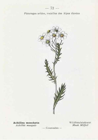 Reproducción/Reproduction 49345536386: Nouvelle flore coloriée de poche des Alpes et des Pyrénées.. Paris,Klincksieck,1906-1912.. 