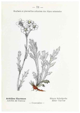 Reproducción/Reproduction 49345075623: Nouvelle flore coloriée de poche des Alpes et des Pyrénées.. Paris,Klincksieck,1906-1912.. 