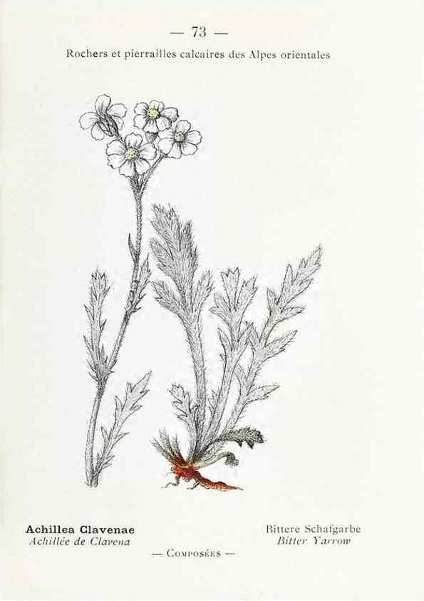 Reproducción/Reproduction 49345075623: Nouvelle flore coloriée de poche des Alpes et des Pyrénées.. Paris,Klincksieck,1906-1912.. 
