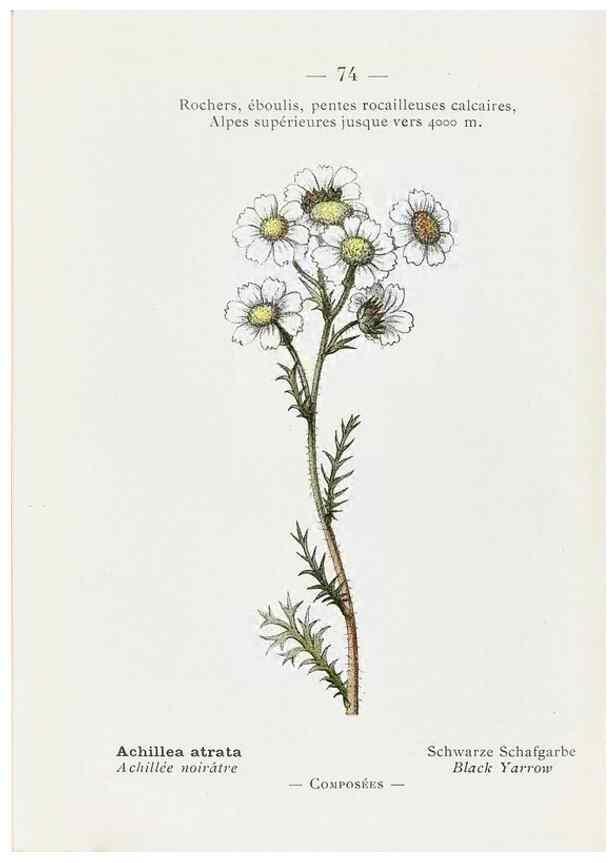 Reproducción/Reproduction 49345076008: Nouvelle flore coloriée de poche des Alpes et des Pyrénées.. Paris,Klincksieck,1906-1912.. 
