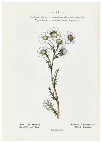 Reproducción/Reproduction 49345076008: Nouvelle flore coloriée de poche des Alpes et des Pyrénées.. Paris,Klincksieck,1906-1912.. 