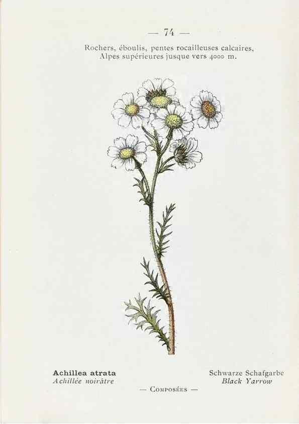 Reproducción/Reproduction 49345076008: Nouvelle flore coloriée de poche des Alpes et des Pyrénées.. Paris,Klincksieck,1906-1912.. 