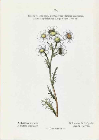 Reproducción/Reproduction 49345076008: Nouvelle flore coloriée de poche des Alpes et des Pyrénées.. Paris,Klincksieck,1906-1912.. 
