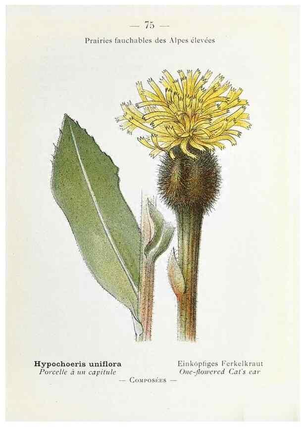 Reproducción/Reproduction 49345749517: Nouvelle flore coloriée de poche des Alpes et des Pyrénées.. Paris,Klincksieck,1906-1912.. 