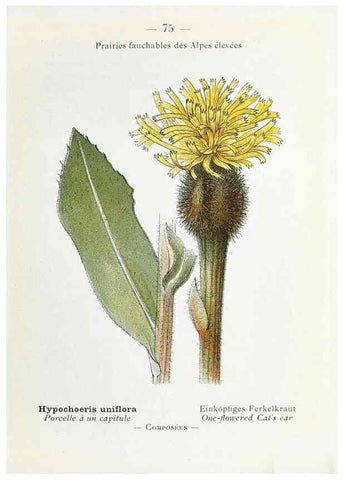 Reproducción/Reproduction 49345749517: Nouvelle flore coloriée de poche des Alpes et des Pyrénées.. Paris,Klincksieck,1906-1912.. 
