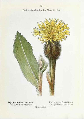 Reproducción/Reproduction 49345749517: Nouvelle flore coloriée de poche des Alpes et des Pyrénées.. Paris,Klincksieck,1906-1912.. 
