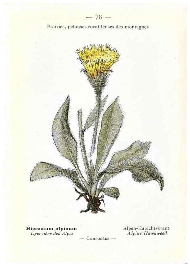 Reproducción/Reproduction 49345537851: Nouvelle flore coloriée de poche des Alpes et des Pyrénées.. Paris,Klincksieck,1906-1912.. 