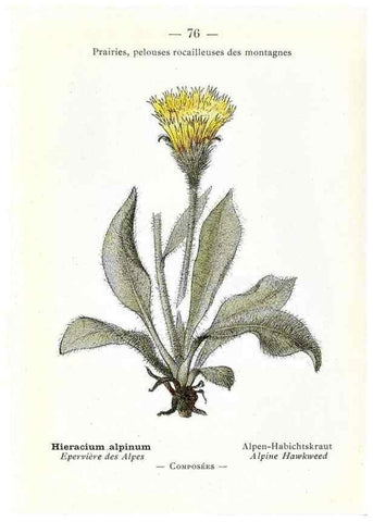 Reproducción/Reproduction 49345537851: Nouvelle flore coloriée de poche des Alpes et des Pyrénées.. Paris,Klincksieck,1906-1912.. 