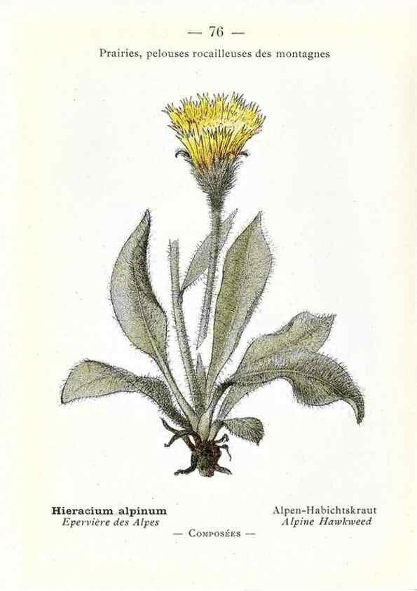 Reproducción/Reproduction 49345537851: Nouvelle flore coloriée de poche des Alpes et des Pyrénées.. Paris,Klincksieck,1906-1912.. 