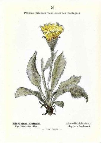 Reproducción/Reproduction 49345537851: Nouvelle flore coloriée de poche des Alpes et des Pyrénées.. Paris,Klincksieck,1906-1912.. 