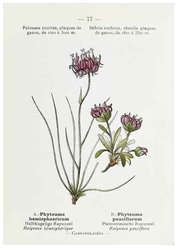 Reproducción/Reproduction 49345750407: Nouvelle flore coloriée de poche des Alpes et des Pyrénées.. Paris,Klincksieck,1906-1912.. 