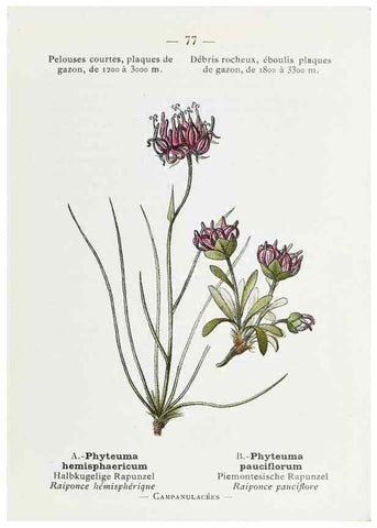 Reproducción/Reproduction 49345750407: Nouvelle flore coloriée de poche des Alpes et des Pyrénées.. Paris,Klincksieck,1906-1912.. 