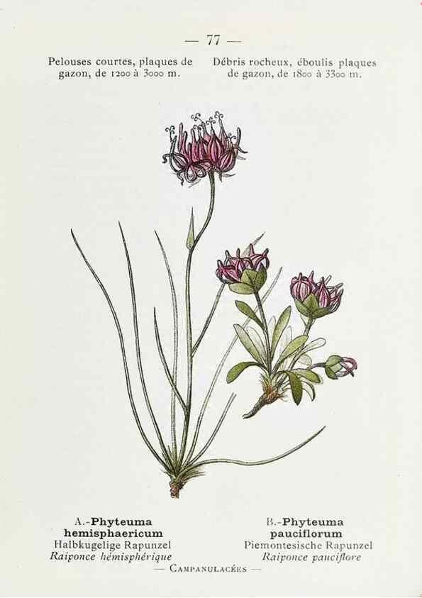 Reproducción/Reproduction 49345750407: Nouvelle flore coloriée de poche des Alpes et des Pyrénées.. Paris,Klincksieck,1906-1912.. 