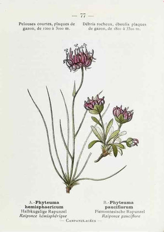 Reproducción/Reproduction 49345750407: Nouvelle flore coloriée de poche des Alpes et des Pyrénées.. Paris,Klincksieck,1906-1912.. 