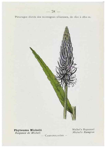 Reproducción/Reproduction 49345077718: Nouvelle flore coloriée de poche des Alpes et des Pyrénées.. Paris,Klincksieck,1906-1912.. 