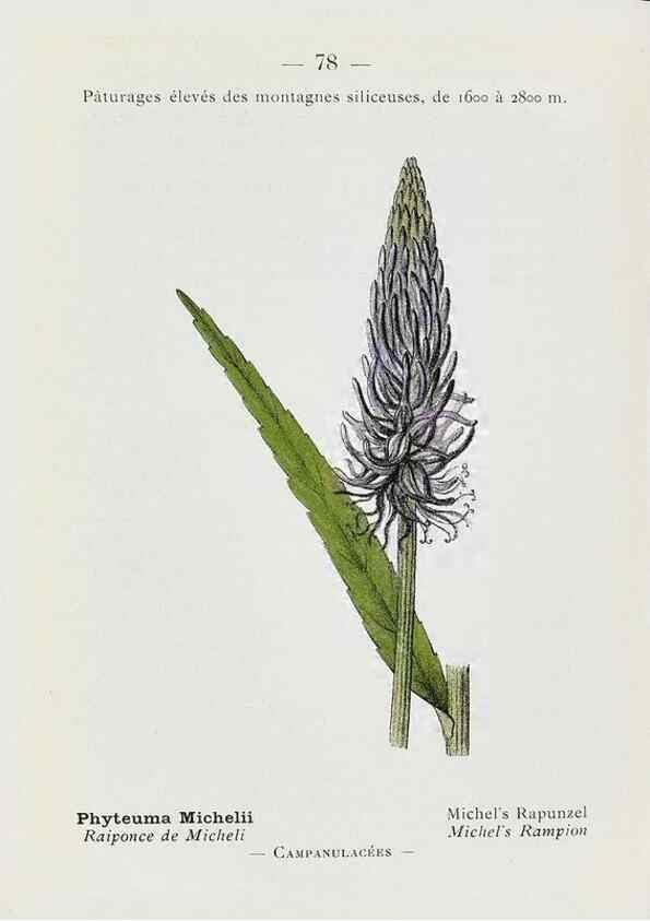Reproducción/Reproduction 49345077718: Nouvelle flore coloriée de poche des Alpes et des Pyrénées.. Paris,Klincksieck,1906-1912.. 