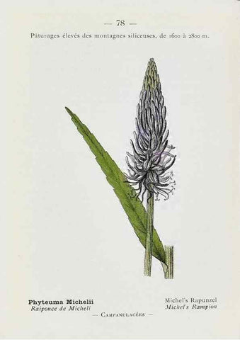 Reproducción/Reproduction 49345077718: Nouvelle flore coloriée de poche des Alpes et des Pyrénées.. Paris,Klincksieck,1906-1912.. 