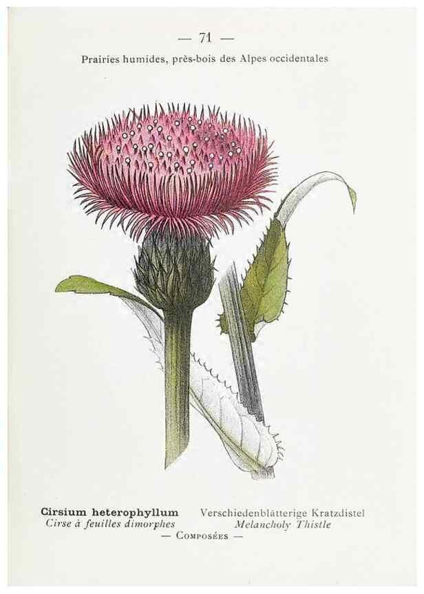 Reproducción/Reproduction 49345074958: Nouvelle flore coloriée de poche des Alpes et des Pyrénées.. Paris,Klincksieck,1906-1912.. 