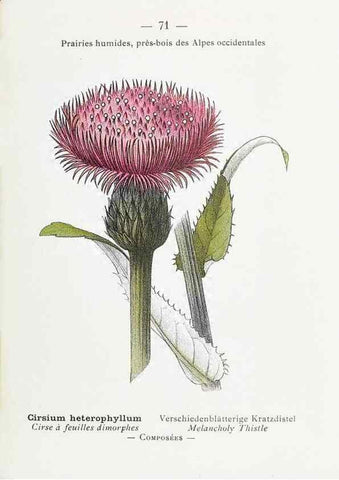 Reproducción/Reproduction 49345074958: Nouvelle flore coloriée de poche des Alpes et des Pyrénées.. Paris,Klincksieck,1906-1912.. 