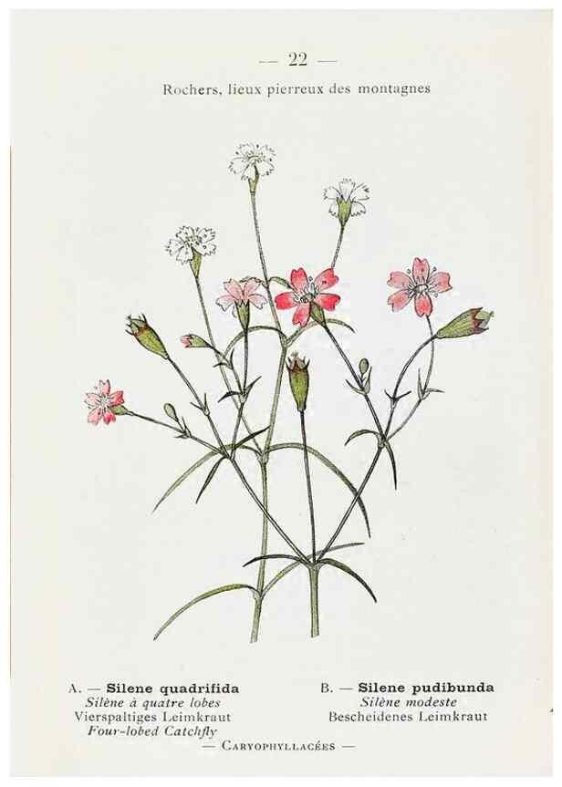 Reproducción/Reproduction 49345041103: Nouvelle flore coloriée de poche des Alpes et des Pyrénées.. Paris,Klincksieck,1906-1912.. 