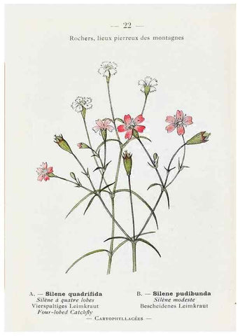 Reproducción/Reproduction 49345041103: Nouvelle flore coloriée de poche des Alpes et des Pyrénées.. Paris,Klincksieck,1906-1912.. 