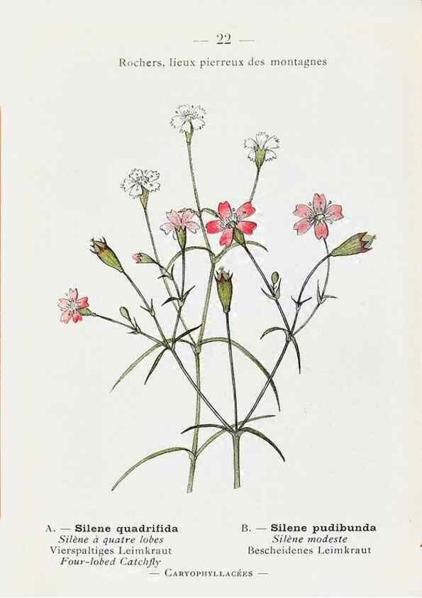 Reproducción/Reproduction 49345041103: Nouvelle flore coloriée de poche des Alpes et des Pyrénées.. Paris,Klincksieck,1906-1912.. 