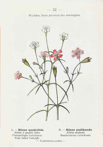 Reproducción/Reproduction 49345041103: Nouvelle flore coloriée de poche des Alpes et des Pyrénées.. Paris,Klincksieck,1906-1912.. 