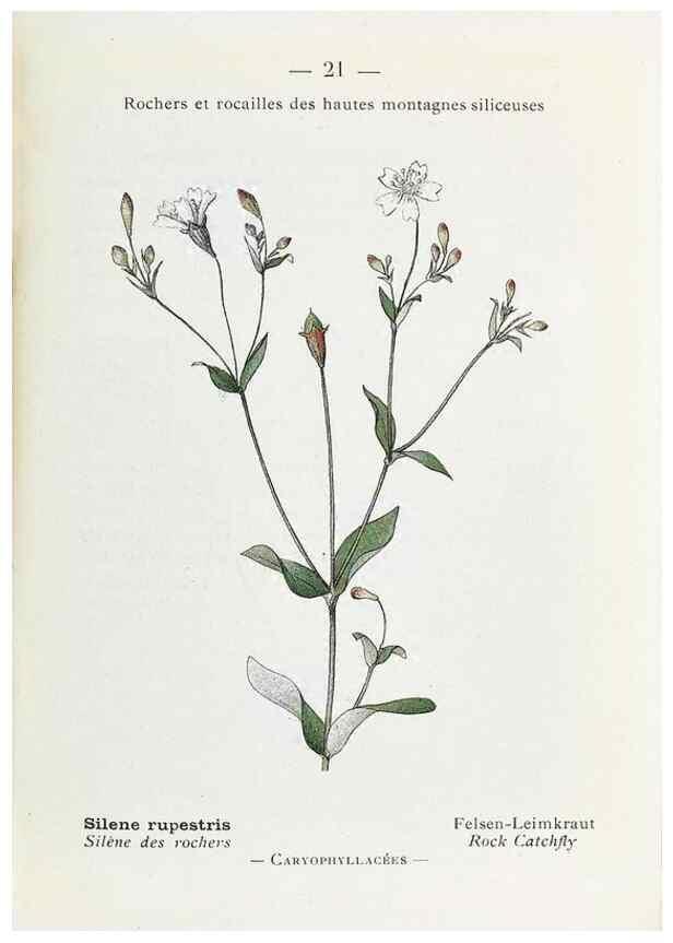 Reproducción/Reproduction 49345501491: Nouvelle flore coloriée de poche des Alpes et des Pyrénées.. Paris,Klincksieck,1906-1912.. 