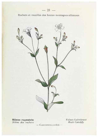 Reproducción/Reproduction 49345501491: Nouvelle flore coloriée de poche des Alpes et des Pyrénées.. Paris,Klincksieck,1906-1912.. 